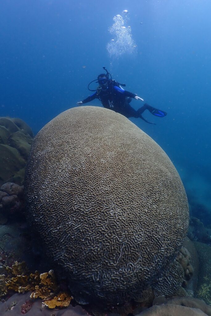 Buceo en Tayrona Buceo en Santa Marta