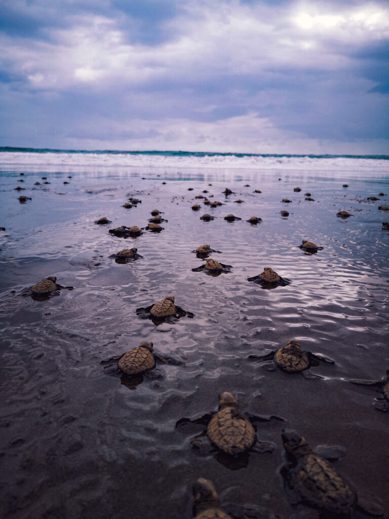 Tortugas marinas Liberación de tortugas Nuquí Bahía Solano Conservación de tortugas marinas