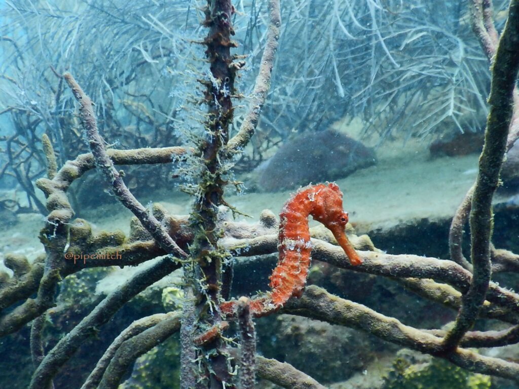 Buceo en Colombia Buceo Cursos de Buceo Cursos de Buceo PADI