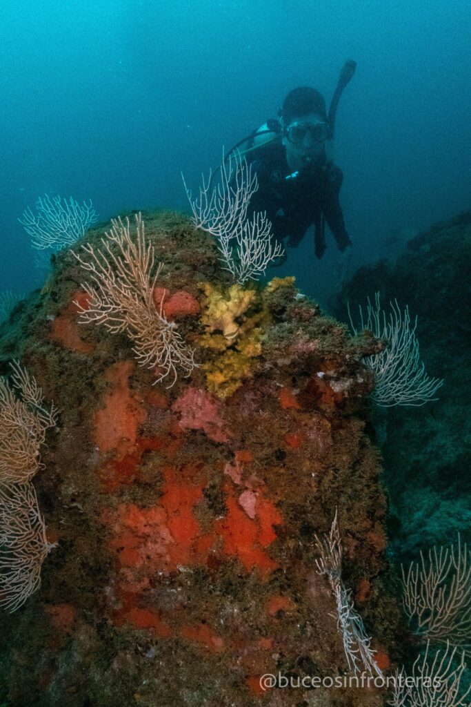 Buceo Buceo en Colombia Buceo en Bahia Solano Buceo en Nuqui Curso de Buceo Curso de Buceo PADI