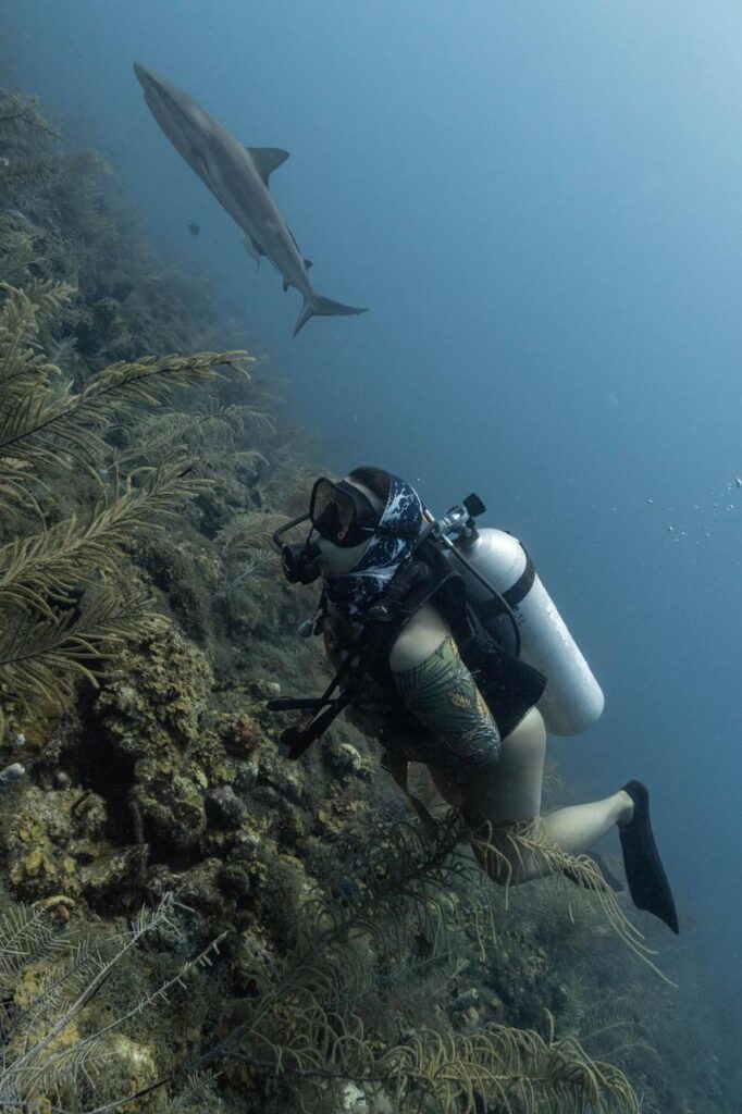 Buceo Buceo en Colombia Buceo en Providencia Buceo con Tiburones Curso de Buceo Curso de Buceo PADI