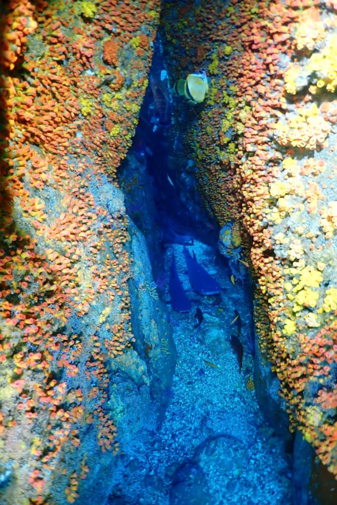 Gorgona Buceo en Gorgona Tiburón ballena Cursos de buceo Buceo