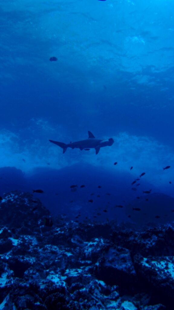 Malpelo Buceo en Malpelo Tiburón martillo Cursos de buceo Buceo